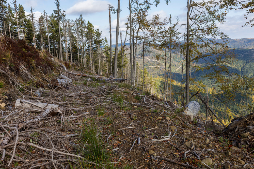 À l’image de cette déforestation dans les Carpates, la nature en Europe continue de souffrir de la surconsommation. (Photo: Shutterstock)