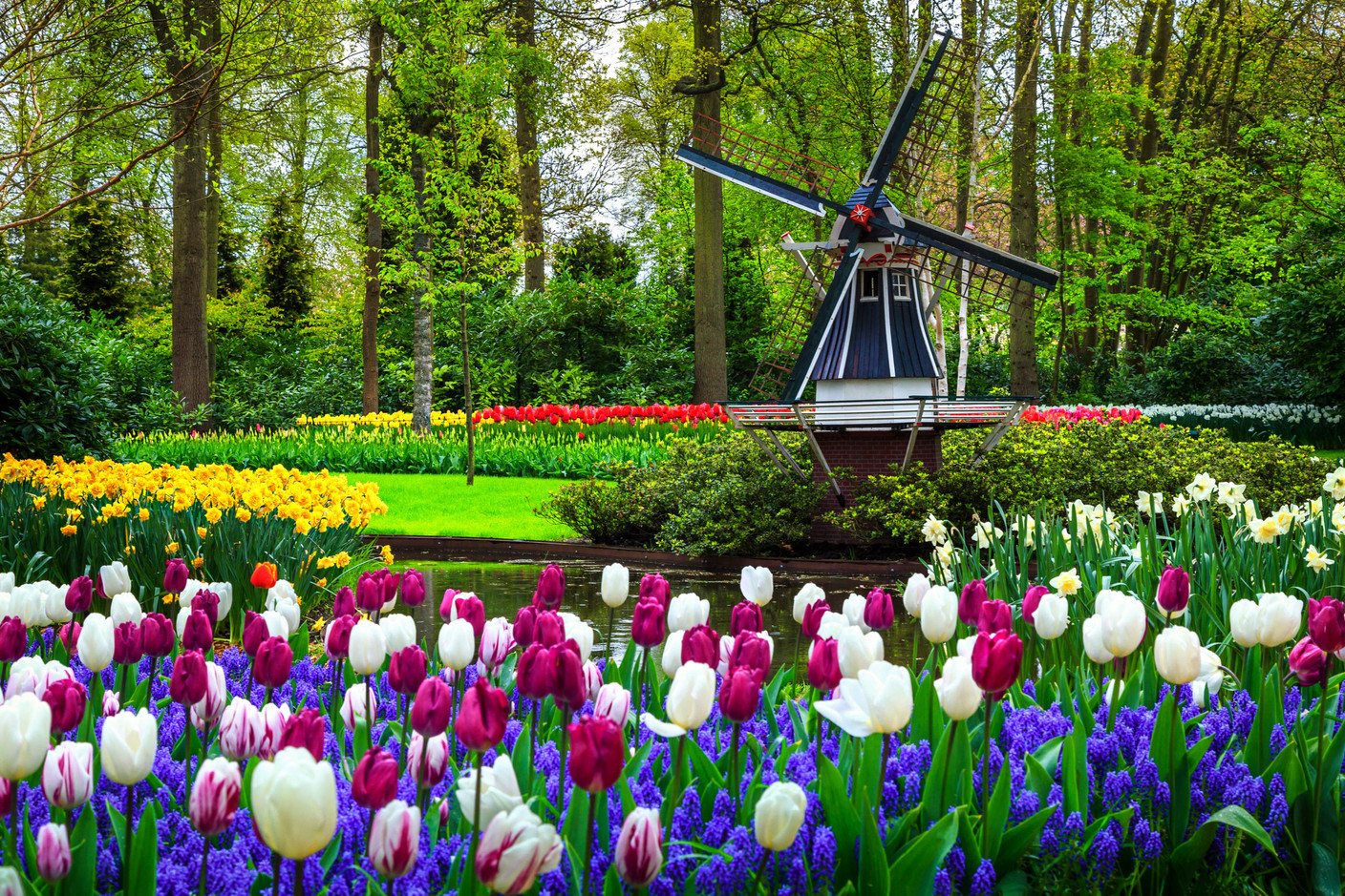 100% Dutch flower bulbs will be for sale at the Dutch ambassador’s residence on 1 October. Photo: Shutterstock
