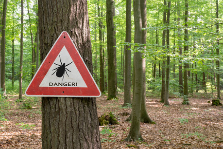 La Direction de la santé a reçu 14 déclarations de maladie de Lyme, dont 13 cas d’érythème migrant chronique et un cas d’atteinte neurologique depuis le 1er janvier 2019. (Photo: Shutterstock)