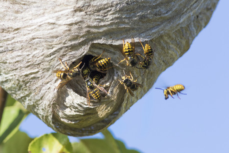 En milieu naturel, les nids de guêpes ne représentent pas de danger pour l’Homme, mais sur et à proximité immédiate des habitations, la cohabitation se complique et la question de la destruction peut se poser. (Photo: Shutterstock)