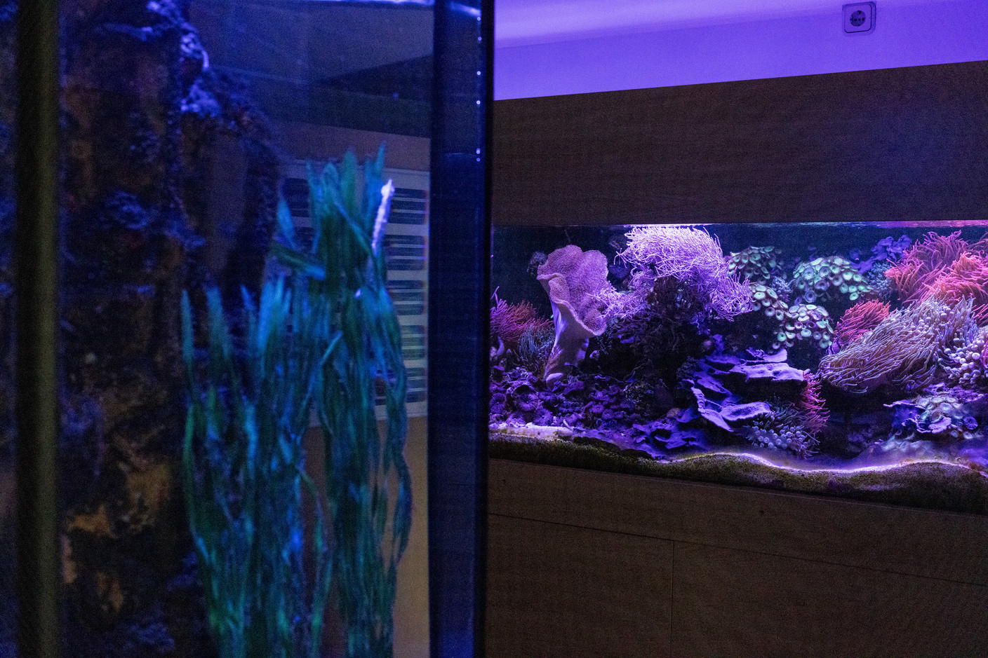 Different tanks, different habitats. Photo: Eva Krins / Maison Moderne