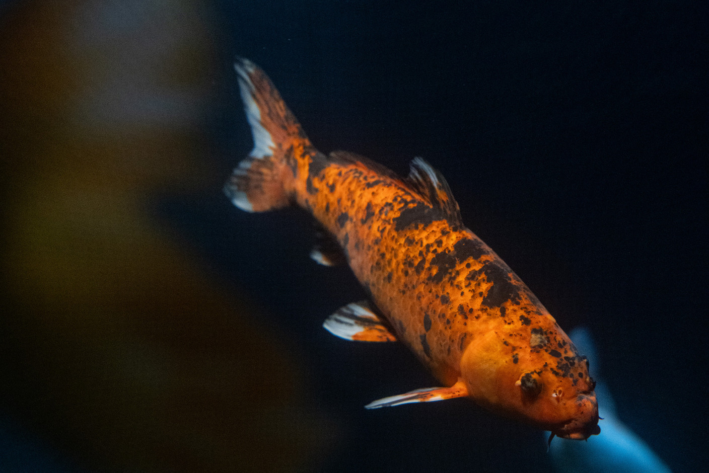Look at that fish. Photo: Eva Krins / Maison Moderne