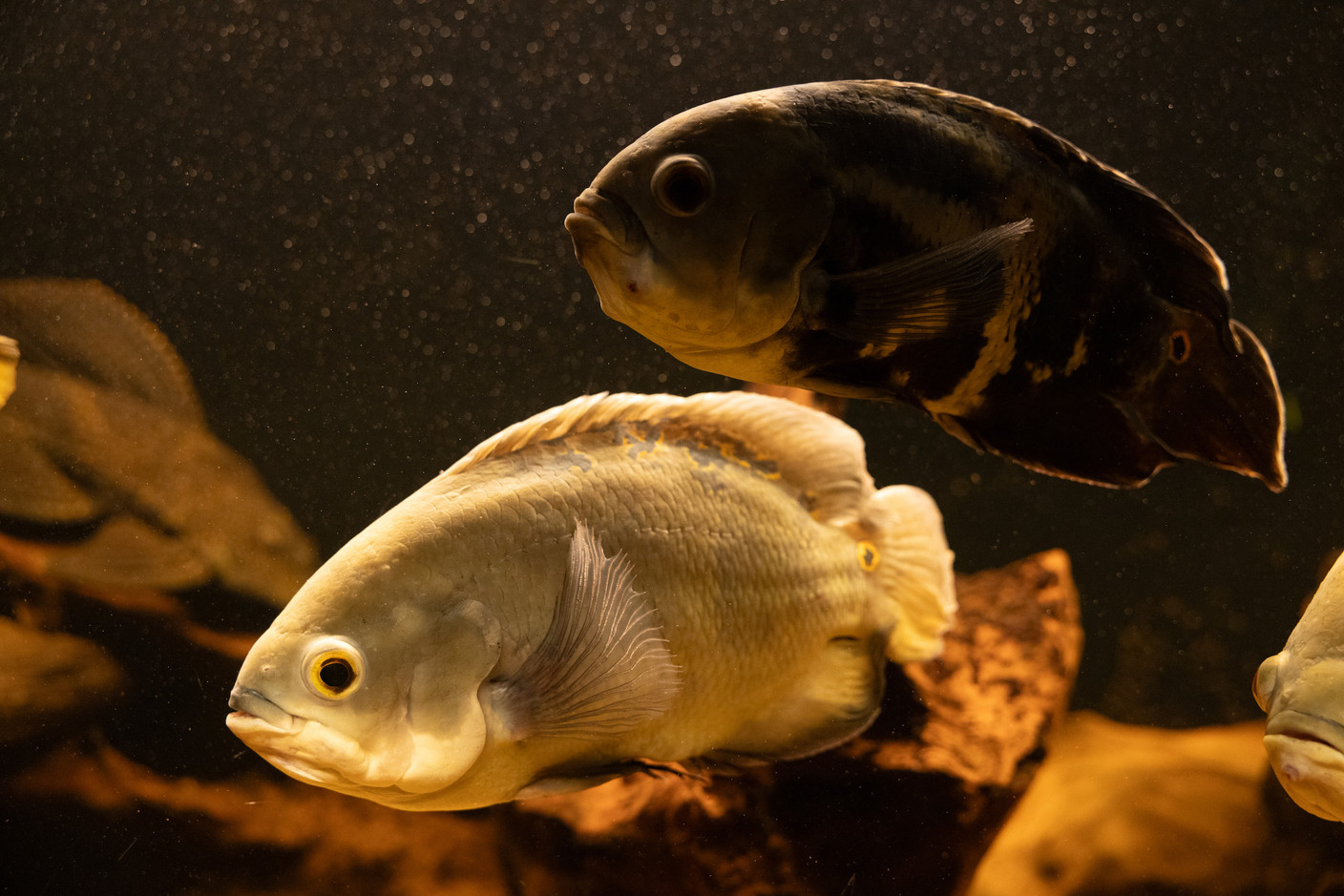 Whoa! More fish. Photo: Eva Krins / Maison Moderne