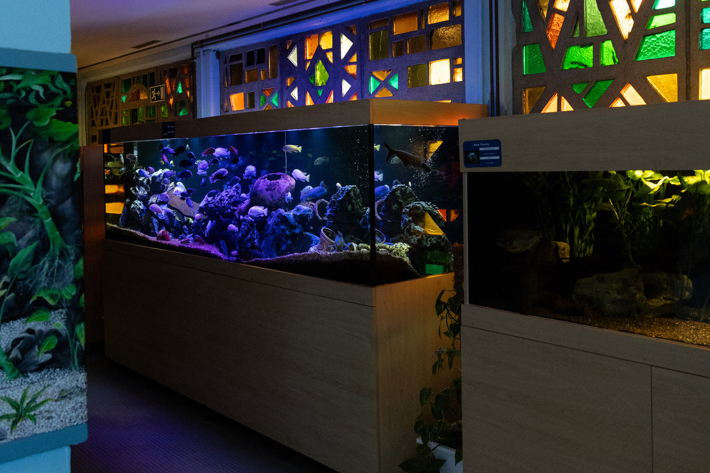 Everyone loves an aquarium. Photo: Eva Krins / Maison Moderne