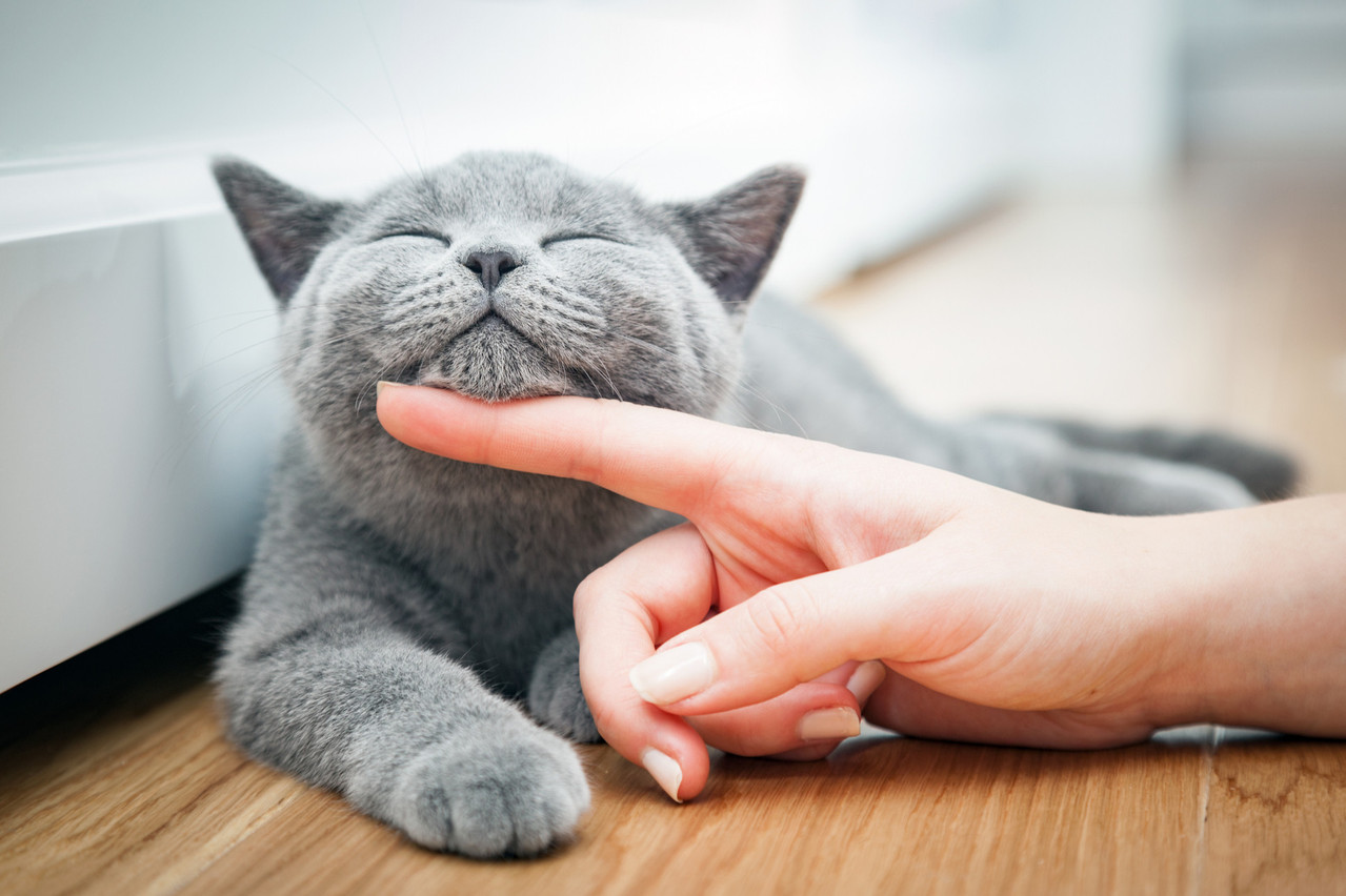 Allergique aux chats? Le LIH ne vous oublie pas. (Photo: Shutterstock)