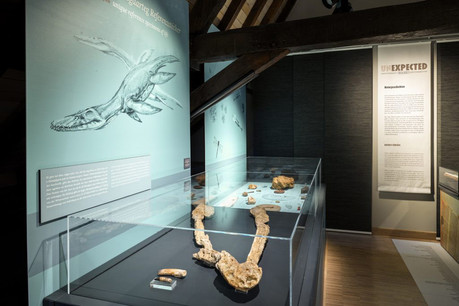 Le fossile avait été exposé pour la première fois au MNHN lors de l’exposition «Unexpected treasures» en 2018. (Photo: Musée national d’histoire naturelle)