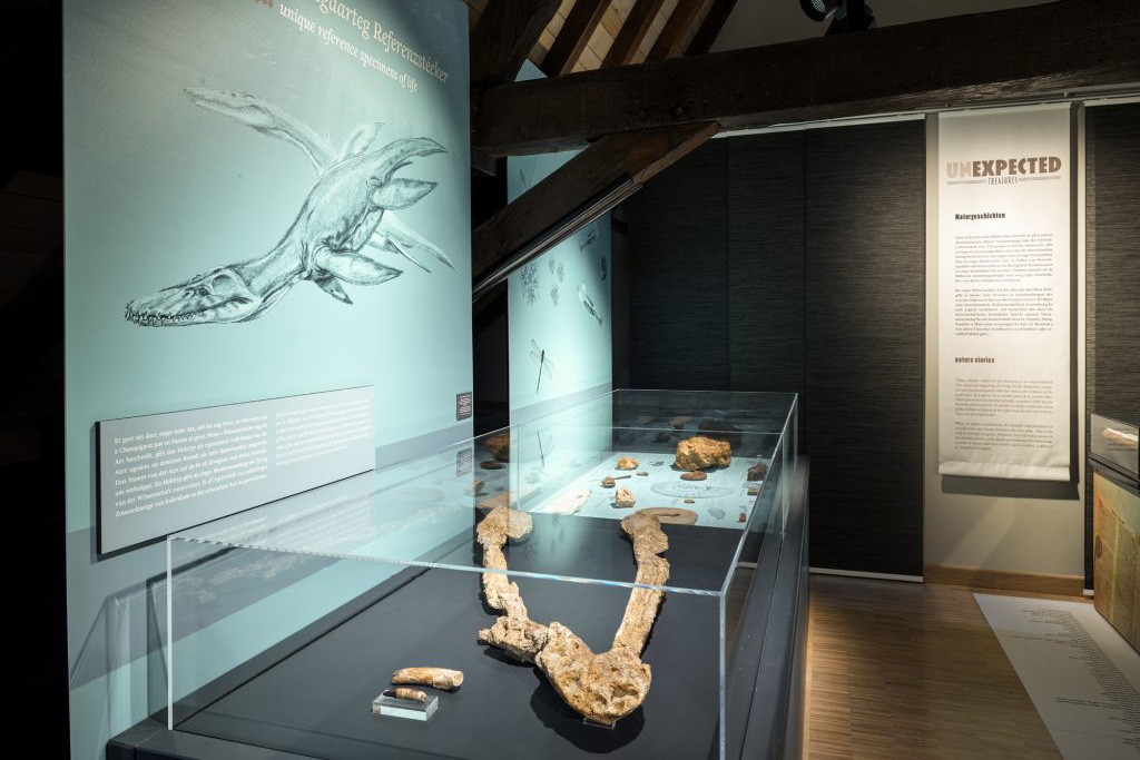 Le fossile avait été exposé pour la première fois au MNHN lors de l’exposition «Unexpected treasures» en 2018. (Photo: Musée national d’histoire naturelle)