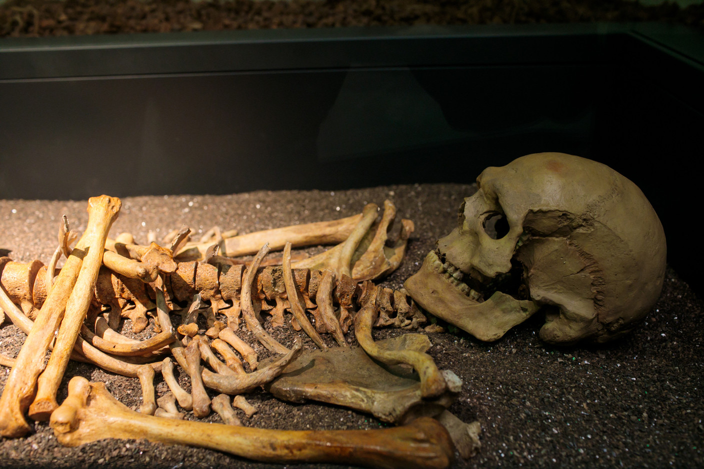 Le squelette de Loschi, au premier étage du musée. (Photo: Matic Zorman / Maison Moderne)