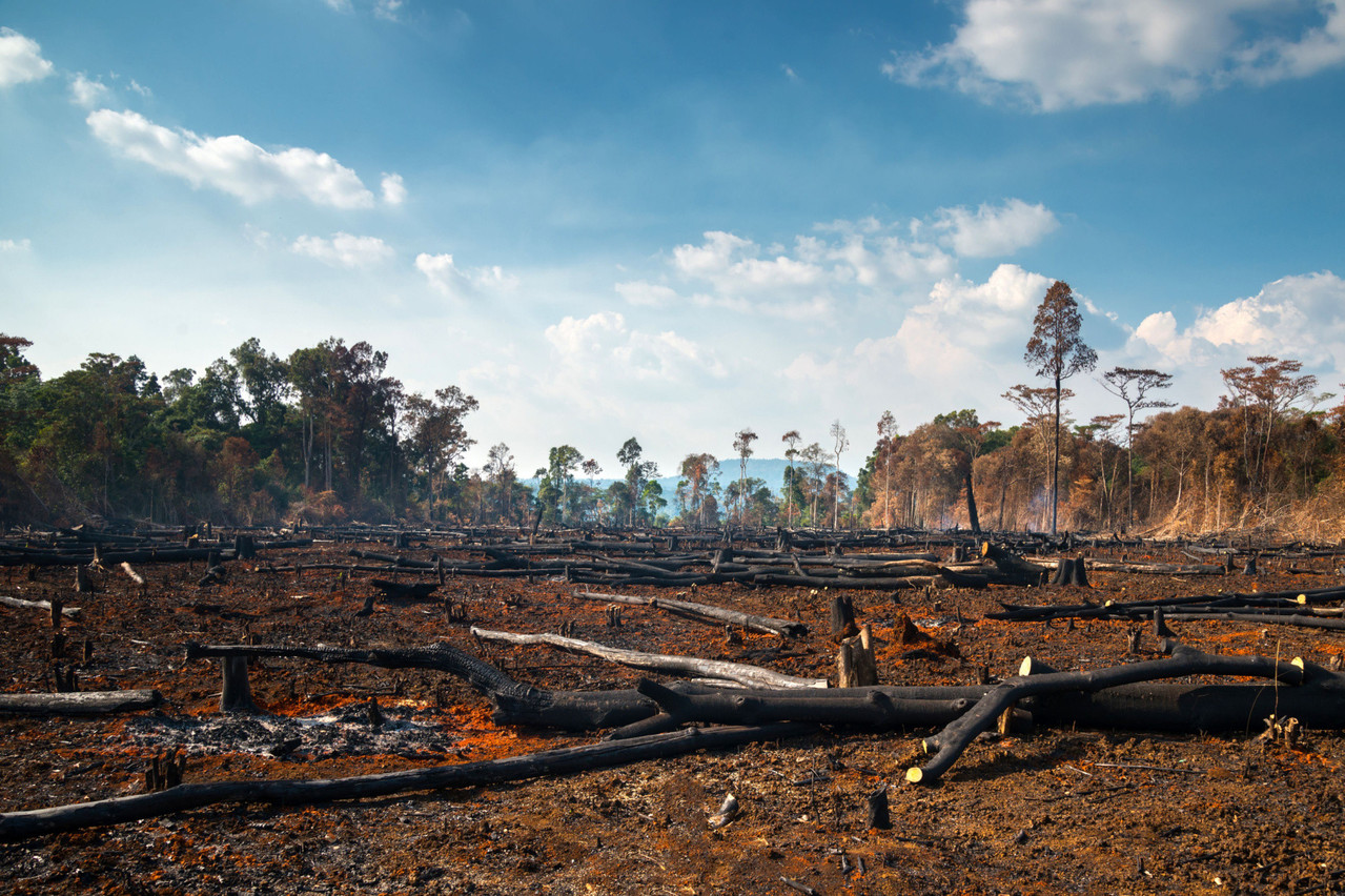 Les entreprises devront publier une déclaration de «diligence raisonnable» selon laquelle leurs marchandises vendues dans l’UE n’ont pas contribué à la déforestation ou à la dégradation des forêts où que ce soit dans le monde. (Photo: Shutterstock)