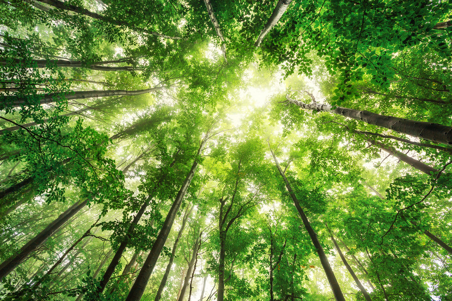 Advised Timberland Investment Resources Europe on its third fund in Luxembourg. (Photo: Hogan Lovells Luxembourg)