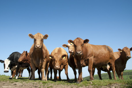 Le Luxembourg, globalement importateur de denrées, ne devrait pas s’inquiéter d’une crise alimentaire selon le directeur de la Chambre d’agriculture. (Photo: Shuttersock)