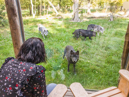 Living beside wolves  Photo: Morgane Bricard
