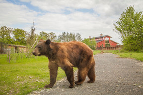 The bears live close to the houses  Photo: Morgane Bricard