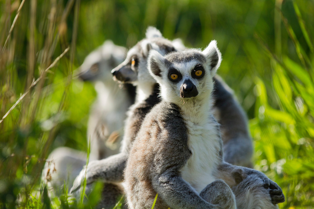 There are also lemurs  Photo: Morgane Bricard