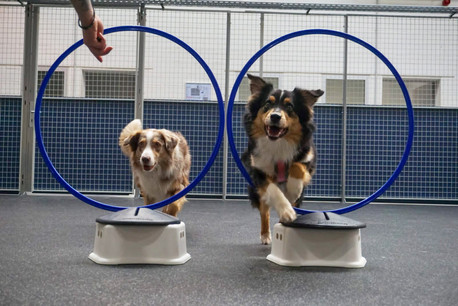 Martha & Friends Dog Wellness propose des journées mêlant promenades, éducation canine, exercices de socialisation et physiothérapie pour les chiens. (Photo: Martha & Friends Dog Wellness)