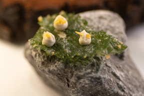 Nettle leaf tempura with fermented cashew nuts. Photo: Guy Wolff/Maison Moderne