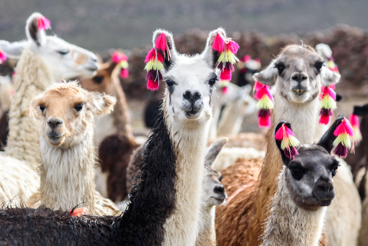 Un premier anti-inflammatoire à base d’ADN de lama pourrait être commercialisé aux États-Unis cette année. Un produit d’une biotech néerlandaise coté au Bel20. (Photo: Shutterstock)