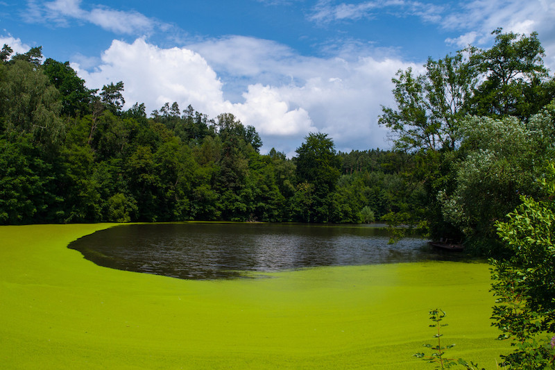 Les cyanobactéries, ou «algues bleues», prolifèrent davantage dans les eaux stagnantes, riches en nutriments, et lors de périodes de fort ensoleillement. (Photo: Shutterstock)