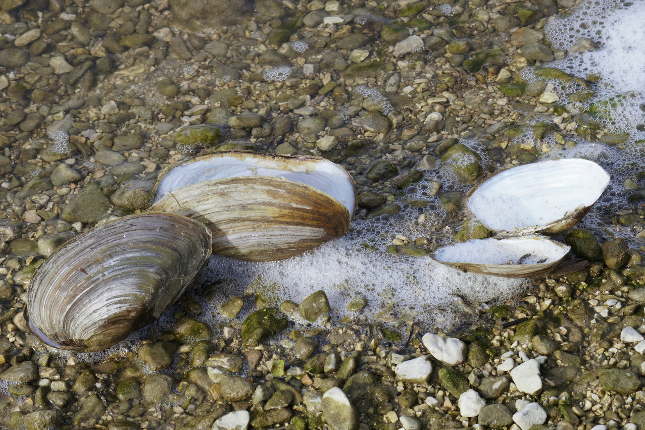A project initiated by the Fondation Hëllef fir d’Natur, part of the NGO Natur&ëmwelt, which aims to preserve biodiversity and local freshwater reserves, focuses on the breeding of freshwater mussels. Photo: Shutterstock