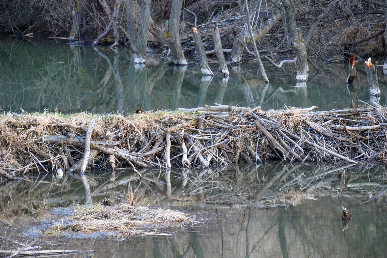 A beaver dam and swamp in Slovakia.  Shutterstock
