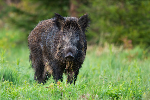 La quasi-totalité des sangliers présents dans les 110.600 hectares concernés ont été abattus. (Photo: Shutterstock)