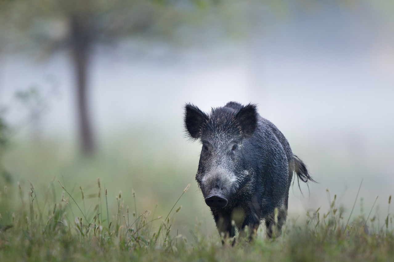 Les populations de sangliers ont été fortement réduites dans les forêts de Gaume. (Photo: Shutterstock)