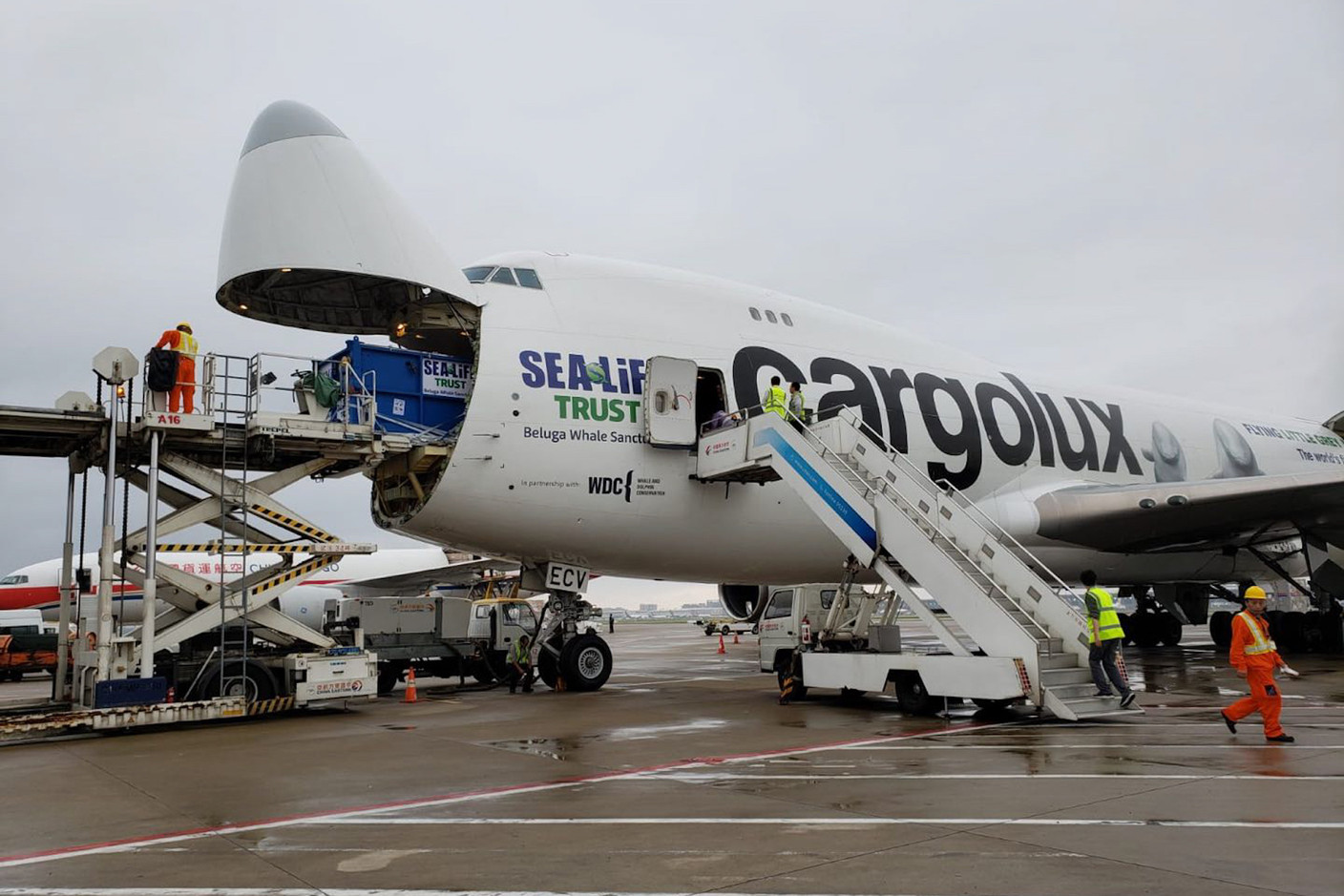 Little Grey et Little White ont effectué un vol de près de 10.000 kilomètres au départ de Shanghaï, puis un trajet en camion et en ferry, pour atteindre l’Islande. (Photo: Cargolux/Sea Life Trust)