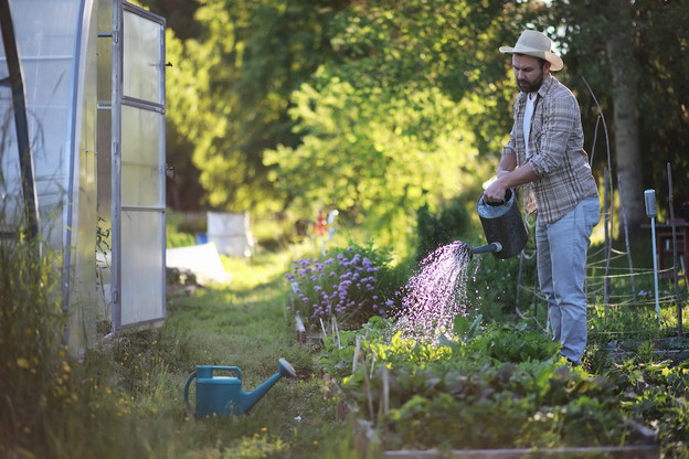 La manière dont vous arrosez vos plantes peut également éviter le gaspillage: arrosez le sol, pas les feuilles; arrosez autour des plantes, mais laissez le sol environnant sec. (Photo: Shutterstock)