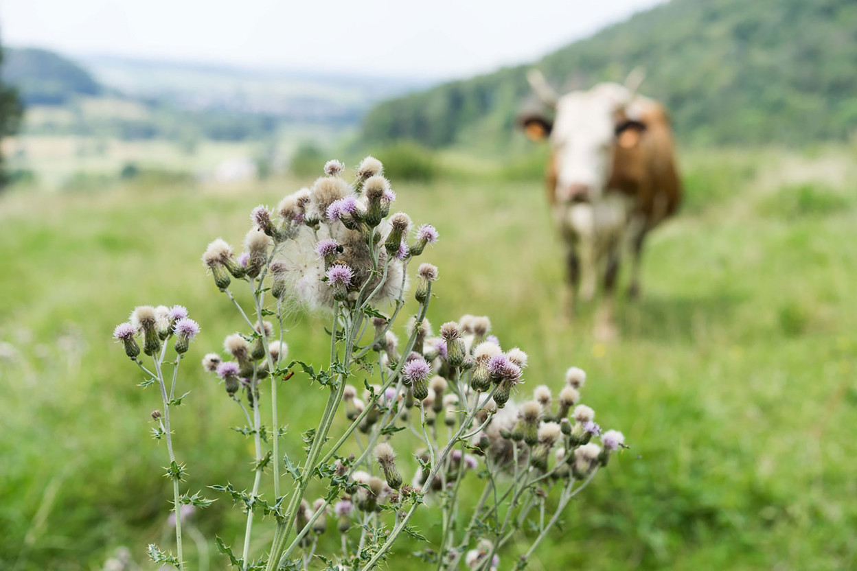 Bio(G): bénéfique pour tous, de la terre a la table. (Photo : Biogros)