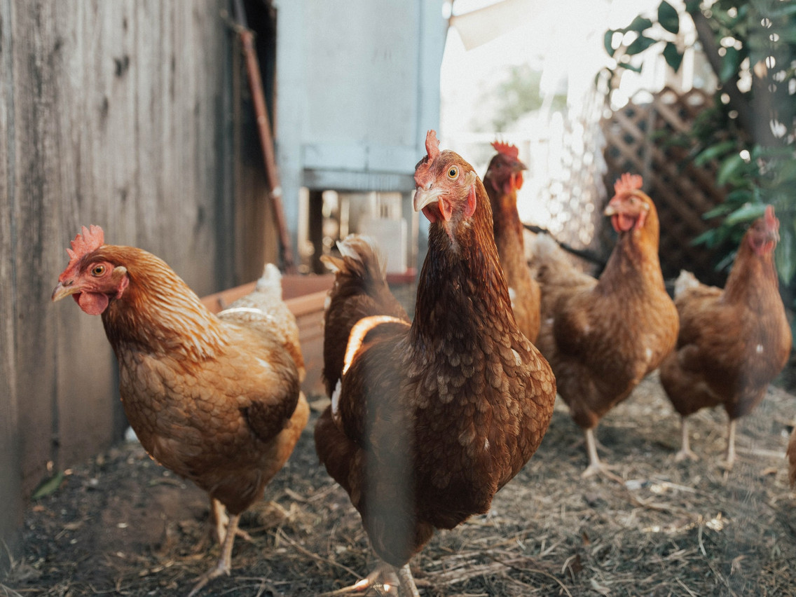 Luxembourg’s veterinary safety agency has instituted biosecurity measures after a case of avian influenza was confirmed this week. Photo credit: William Moreland/Unsplash