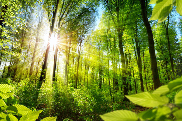 Les forêts européennes et les produits dérivés de la forêt peuvent compenser 20% des émissions de CO2 de toute l’UE. (Photo: Shutterstock)