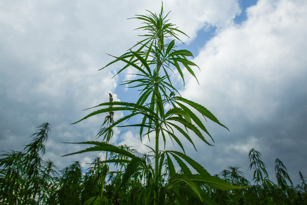 Les trois partis de la coalition, à savoir le DP, le LSAP et Déi Gréng, se seraient mis d’accord sur la question du cannabis cet été. (Photo: Matic Zorman)