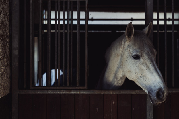 Il s’agit d’une maladie provoquant de fortes fièvres et des symptômes neurologiques pouvant entraîner la mort dans certaines circonstances.  (Photo: Maison Moderne/archives)