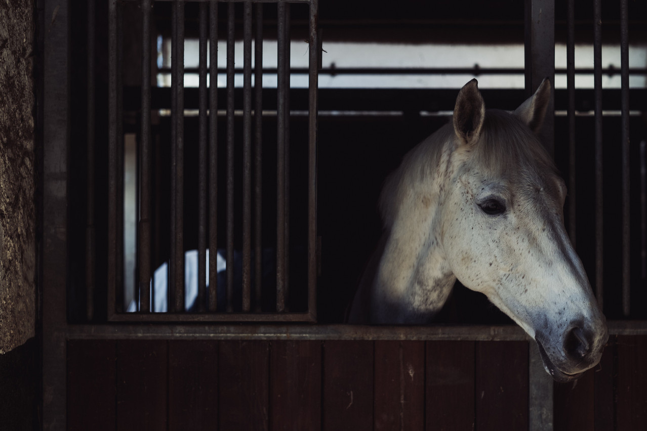 Il s’agit d’une maladie provoquant de fortes fièvres et des symptômes neurologiques pouvant entraîner la mort dans certaines circonstances.  (Photo: Maison Moderne/archives)