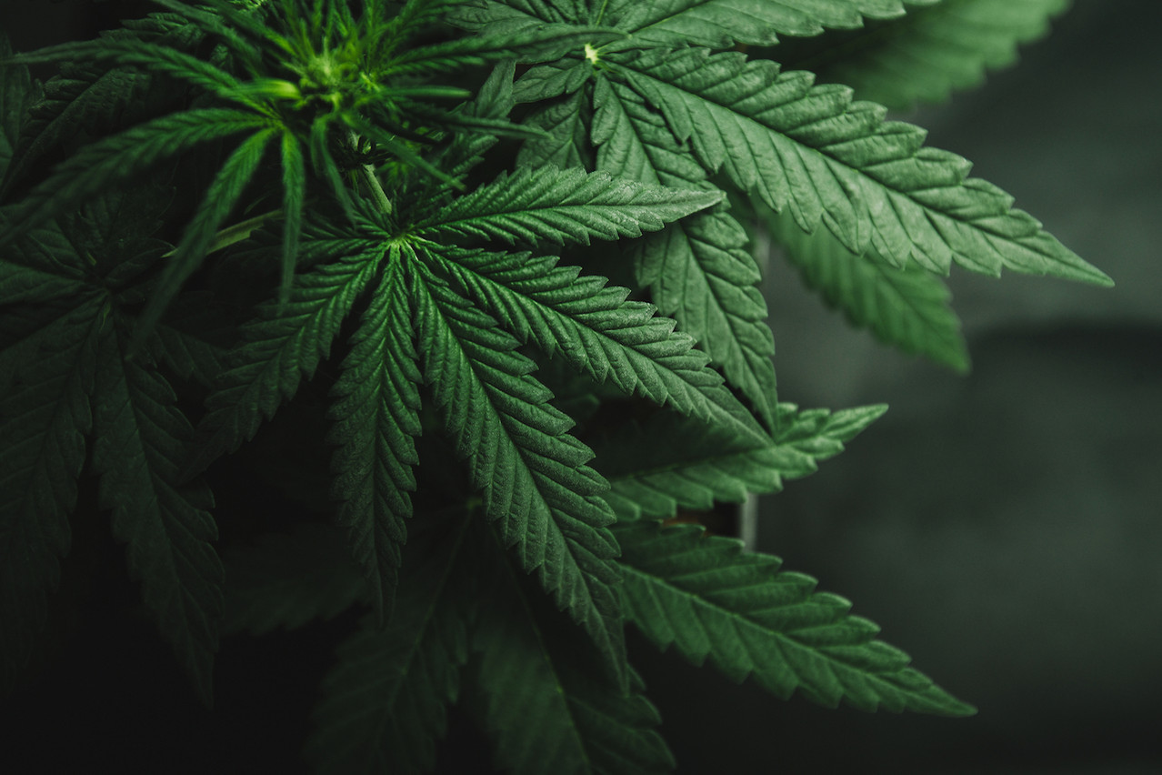 Le Luxembourg sera le troisième pays au monde à légaliser totalement l’usage récréatif du cannabis après l’Uruguay et le Canada. (Photo : Shutterstock)