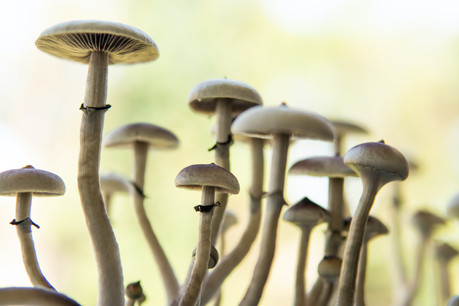 Autorisée à produire et vendre du cannabis, la société sud-africaine Cilo Cybin veut lever de l’argent pour développer son autre projet, à partir de la psilocybine, un champignon hallucinogène. (Photo: Shutterstock)