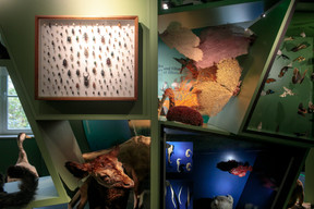 The Luxembourg Museum of Natural History explores life sciences, earth sciences and the universe at large. Photo: Matic Zorman/Archives