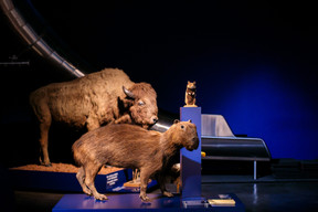 The Luxembourg Museum of Natural History explores life sciences, earth sciences and the universe at large. Photo: Matic Zorman/Archives