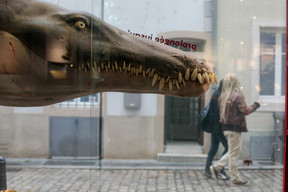 The Luxembourg Museum of Natural History explores life sciences, earth sciences and the universe at large. Photo: Matic Zorman/Archives