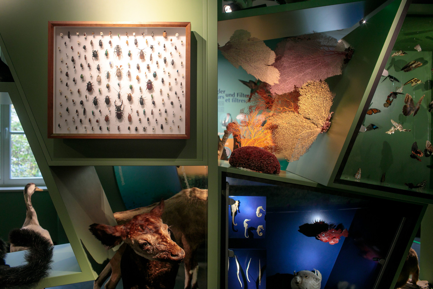 The Luxembourg Museum of Natural History explores life sciences, earth sciences and the universe at large. Photo: Matic Zorman/Archives