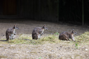 Home to nearly 200 animal species from five continents, Parc Merveilleux in Bettembourg is one of Luxembourg’s most renowned parks. Photo: Eva Krins/Archives