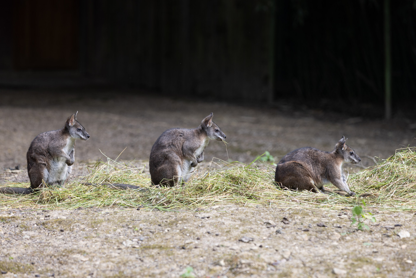 Home to nearly 200 animal species from five continents, Parc Merveilleux in Bettembourg is one of Luxembourg’s most renowned parks. Photo: Eva Krins/Archives