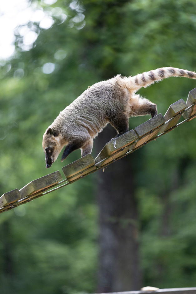 Home to nearly 200 animal species from five continents, Parc Merveilleux in Bettembourg is one of Luxembourg’s most renowned parks. Photo: Eva Krins/Archives