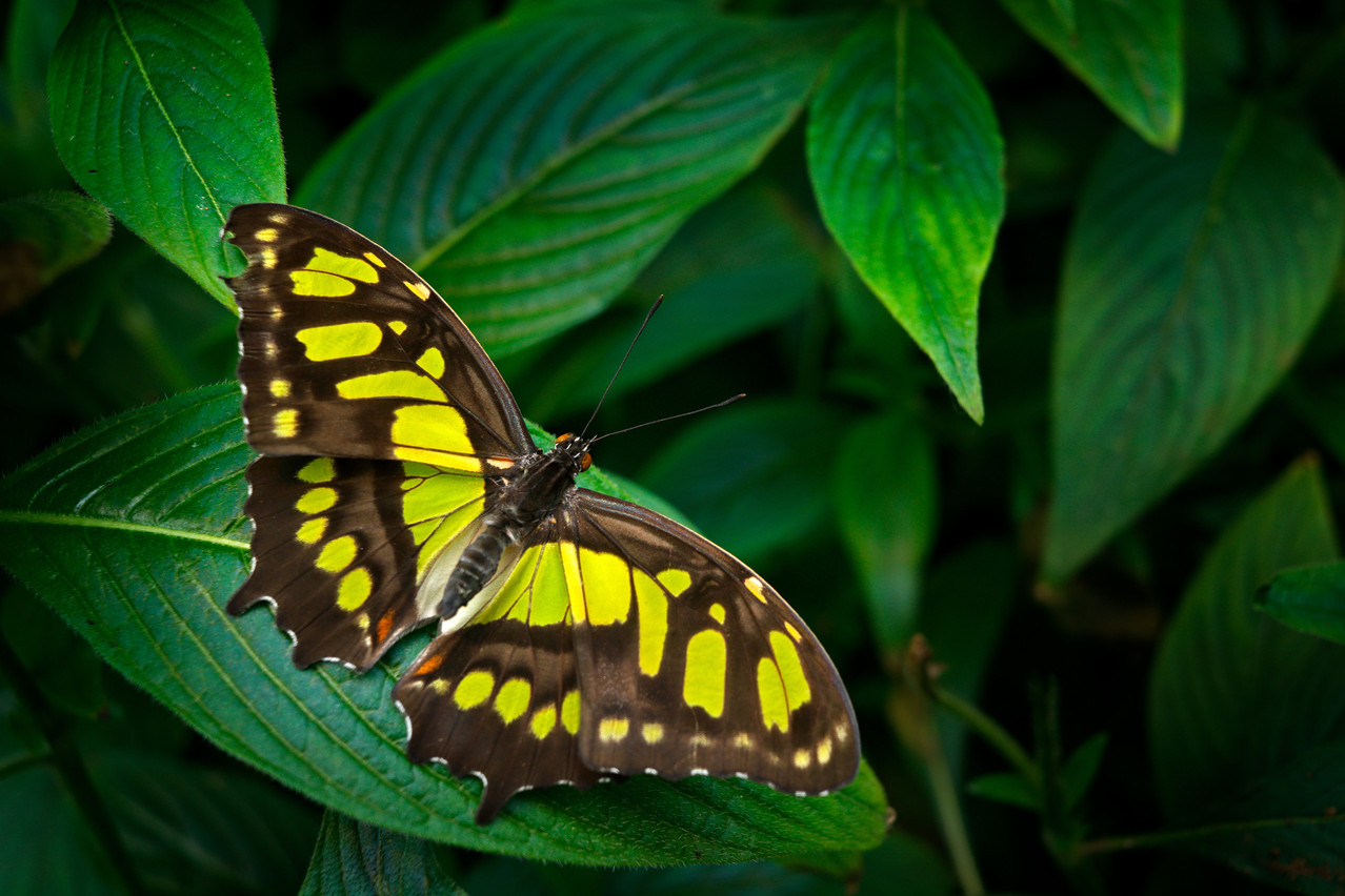30 to 40 species of lepidoptera fly freely through the greenhouse at the Butterfly Garden in Grevenmacher. Photo: Shutterstock