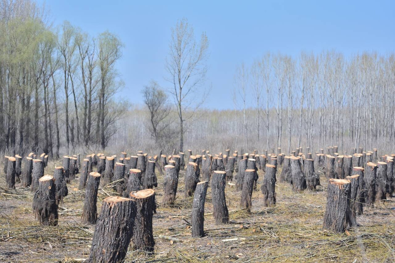 Deforestation remains one of the main causes of biodiversity loss and contributes to climate change. The new EU regulation aims to improve the traceability of supply chains in order to limit the impact of certain products on forests. (Photo: Shutterstock)
