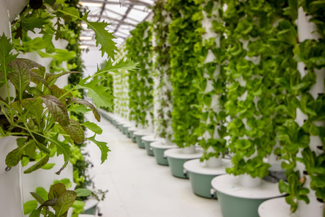 À partir de l’aéroponie, des technologies développées par la Nasa dans les années 1960, un ingénieur en robotique veut produire des fruits et légumes dans des fermes verticales depuis l’espace. Il est un des cinq lauréats de Fit4Start. (Photo: Shutterstock)
