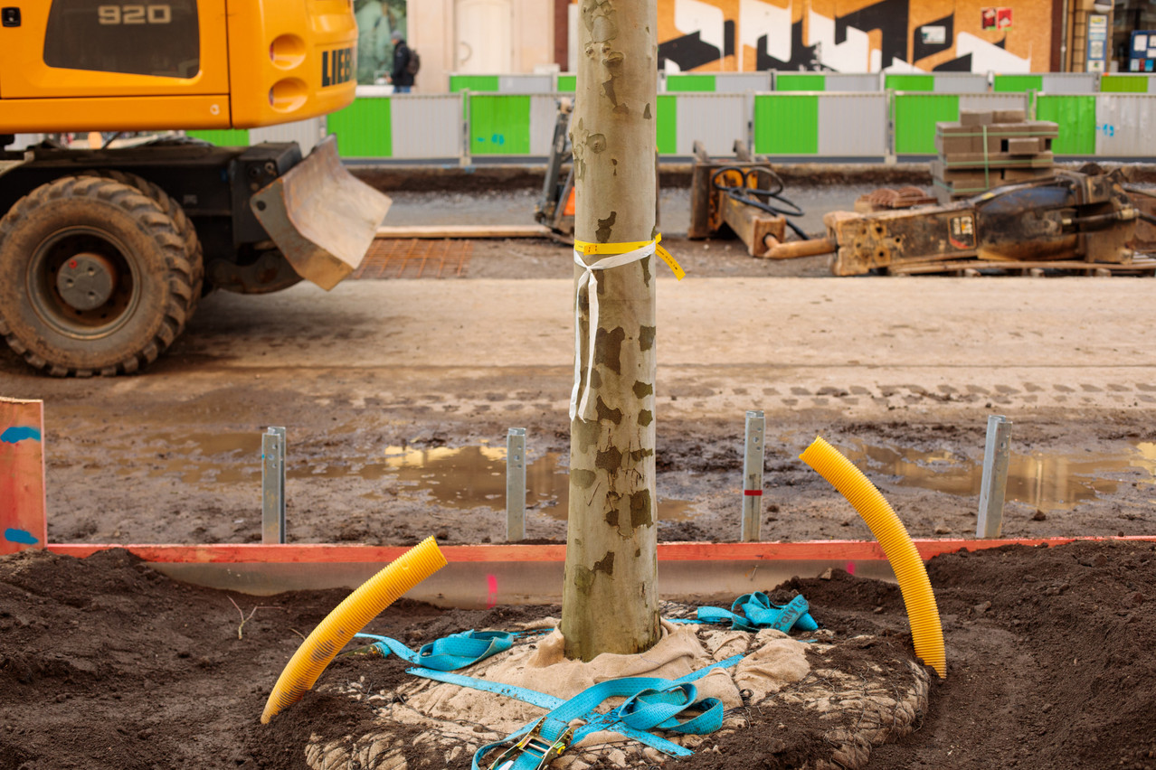 Lorsqu’un arbre est abattu pour des travaux le long des routes, un autre doit être replanté. Explications. (Photo: Matic Zorman/Maison Moderne/archives)