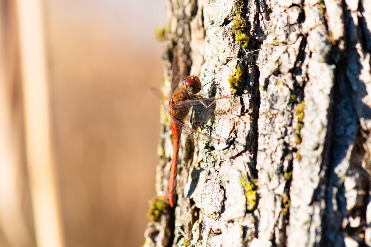 “It’s doable,” says Justine Saunders of the challenges companies face in reporting their biodiversity impact. Pictured: a red dragonfly from the Haff Reimich nature reserve in Luxembourg. Photo: Shutterstock