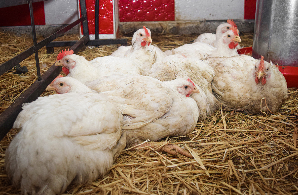 Les autorités luxembourgeoises n’expriment pas d’inquiétude, alors que la grippe aviaire fait son retour en Europe. (Photo: Shutterstock)