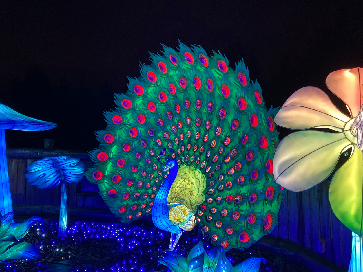 A colourful peacock at the Amnéville Zoo light show. Photo: Lydia Linna/Maison Moderne